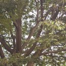 극락(칠장사) 이미지