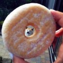 거북이집 이미지