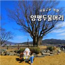 마장 매화둘레길 | 양평 가볼만한곳 두물머리 주차장 핫도그 상춘원