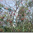 동백아가씨 이미지