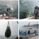 해녀가 채취한 자연산미역판매합니다 이미지