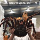 효가리본길 28 | 대게 킹크랩 하루 만에 싸게 사는 먹는 손질 방 법 (feat. 왕대게 수산)