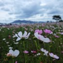 북부산정비 | 부산 사상 출발 김해 대동생태체육공원 코스모스 나들이 – 가족 주말 드라이브 코스로 딱!