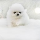 일산강아지분양 라펫 이미지