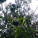 산안개 농장 이미지