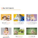 놀러오개 애견 유치원 애견 호텔 이미지