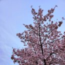 동오리가비 이미지