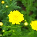 개구리집 이미지