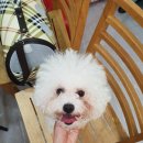 복실이네 애견 이미지