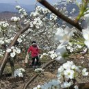 배나무농장 이미지