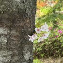 노송가구 | [내돈내산] 일본여행 화분증대비 알레르기 약 복용후기