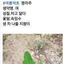 명아주의 효능 이미지