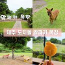 이원선목장 | 연예인도 다녀갔다. 제주 애월 도치돌 알파카 목장 투숙객 할인 후기