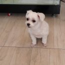 오렌지독하우스 이미지