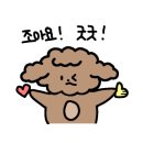 딸기애견미용실 이미지