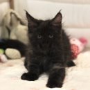 울산고양이분양 도레미캣 이미지