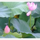 덕진-30 이미지