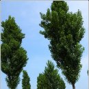 미루나무풍경 이미지