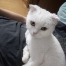 서초이음동물병원 이미지