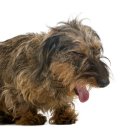 강아지 켄넬 이미지