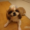 말티즈민박