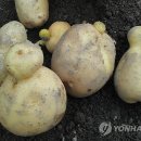 감자밭 이미지