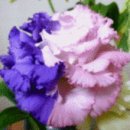 동그리생생 이미지