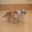 강아지 친구 | 동탄 강아지호텔 ‘털로덮인 친구들 동탄북광장점’ 장기호텔링 후기 🐶