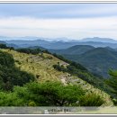 이화벌초