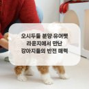 라운지펫 이미지