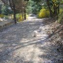 몽이애견 이미지