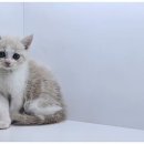 강아지에 빠지다 이미지