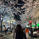 GS25 홍대솔내길점 | 서울 합정 벚꽃 추천 ㅣ홍대솔내길 벚꽃 개화상황