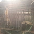 금치농장 이미지