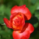 꽃들의 미소 이미지