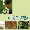 서울오금초등학교 Daum카페