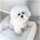 펫 마마의 집 이미지