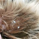 인천 강아지고양이 분양 미유펫 | 동물 학대 예방과 강아지 입양 안전, 인천강아지분양 고양이분양 미유펫 인천점 가이드