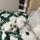 아찌살롱 이미지