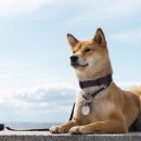 강아지 꼬야 이미지