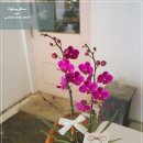 강남구 서초구 송파구 개업화분 추천｜세비앙 만천홍 서양난 승진·개원 축하화분 꽃배달 이미지