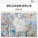금호동 매화연립아파트 | 금호동에 피어난 봄[광양 벚꽃 명소, 제철 백운대, 광양 봄 여행]