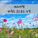 사방하천 | 대구여행 꽃놀이, 하중도 코스모스, 개화시기, 주차정보