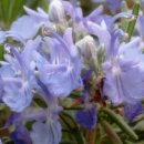 로즈마리 이미지