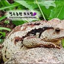 포천두꺼비