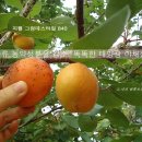 양문야채 이미지