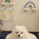 해피포우 이미지