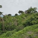 서미목장 | 화성 오두산성(華城 烏頭山城)
