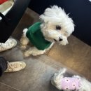 멍멍바개뜨 이미지