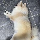 엘커브 이미지